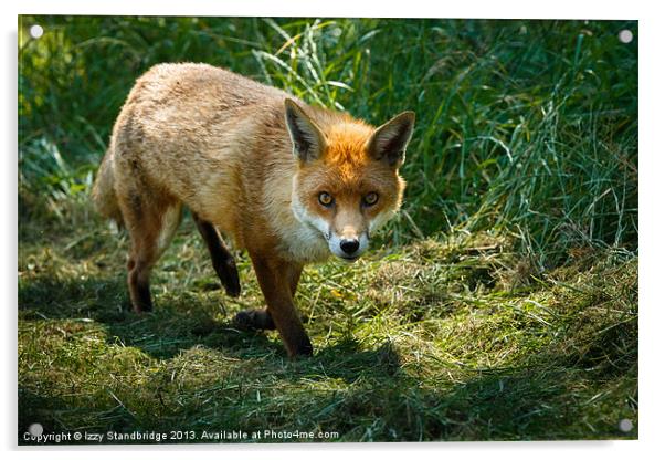 Fox in the grass Acrylic by Izzy Standbridge