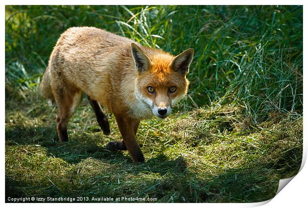 Fox in the grass Print by Izzy Standbridge
