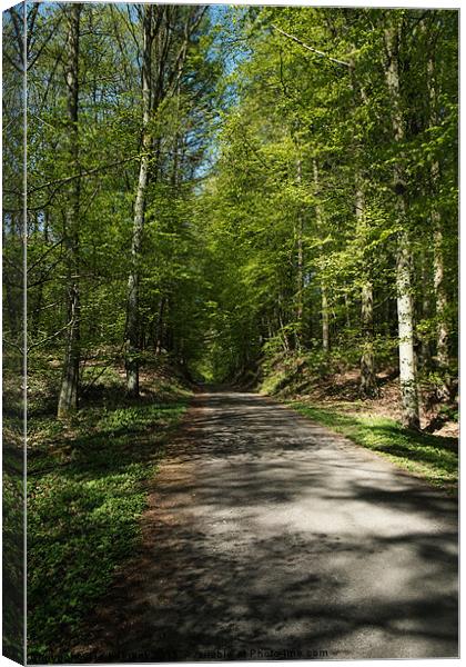 forest path Canvas Print by Jo Beerens