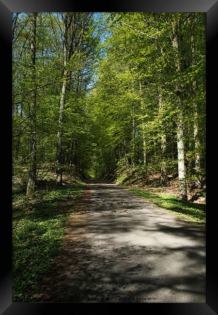 forest path Framed Print by Jo Beerens