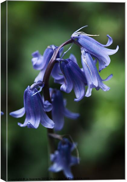 bluebell close up Canvas Print by Jo Beerens