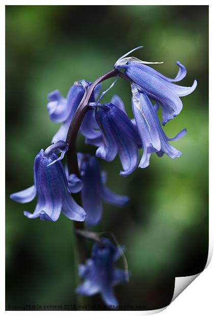 bluebell close up Print by Jo Beerens