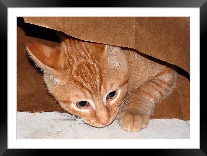 Kitten in Bag 5 Framed Mounted Print by james balzano, jr.