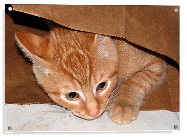 Kitten in Bag 5 Acrylic by james balzano, jr.