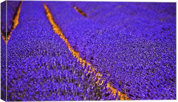 Lavender field Canvas Print by Dawn Cox