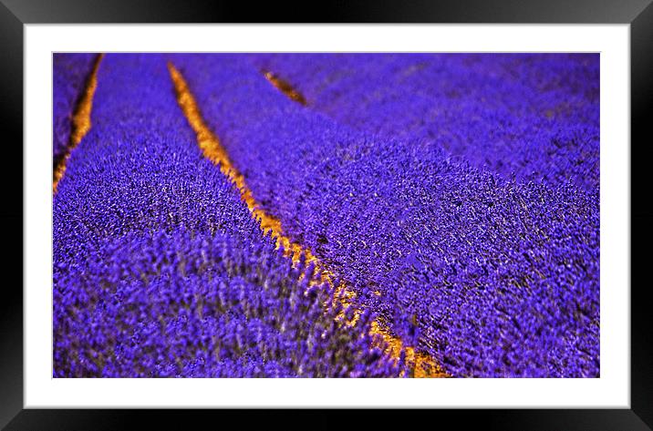 Lavender field Framed Mounted Print by Dawn Cox