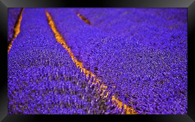 Lavender field Framed Print by Dawn Cox