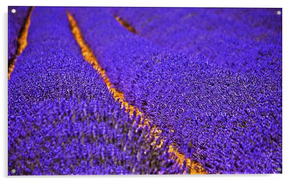 Lavender field Acrylic by Dawn Cox