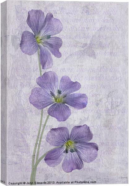 Linum Canvas Print by John Edwards