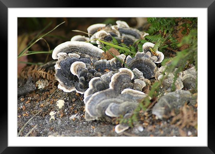 Even in death, there is life. Framed Mounted Print by Peter Harrison