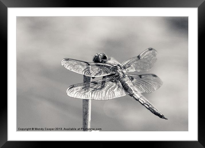 Monochrome Four Spot Chaser Dragonfly Framed Mounted Print by Wendy Cooper
