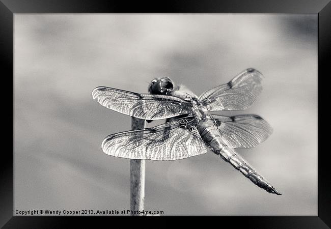 Monochrome Four Spot Chaser Dragonfly Framed Print by Wendy Cooper