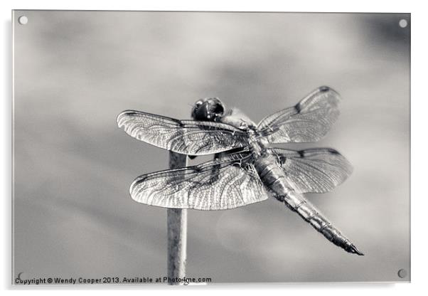 Monochrome Four Spot Chaser Dragonfly Acrylic by Wendy Cooper
