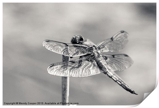 Monochrome Four Spot Chaser Dragonfly Print by Wendy Cooper