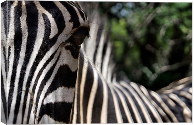 Focus of a Zebras Attention Canvas Print by Richard Peche