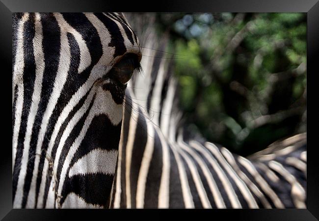 Focus of a Zebras Attention Framed Print by Richard Peche