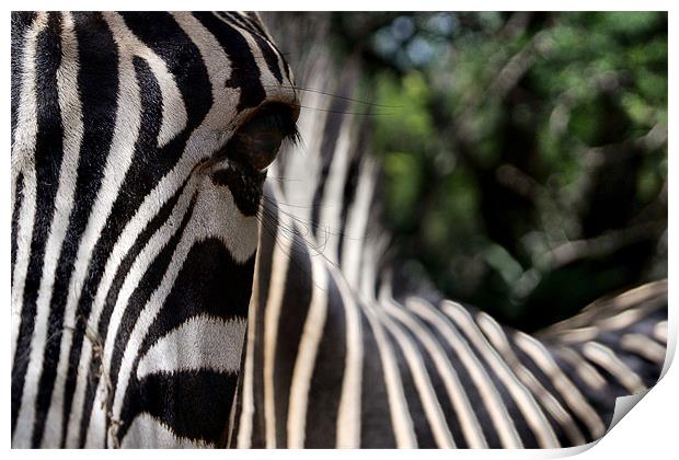 Focus of a Zebras Attention Print by Richard Peche