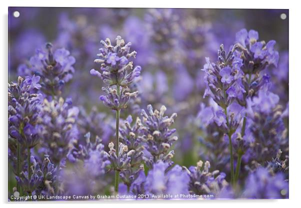 Lavender Acrylic by Graham Custance