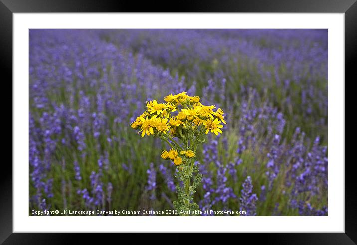 A splash of yellow Framed Mounted Print by Graham Custance