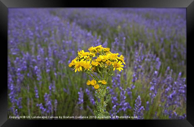 A splash of yellow Framed Print by Graham Custance