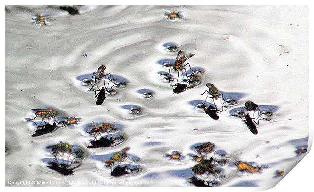 Mosquito Print by Thanet Photos