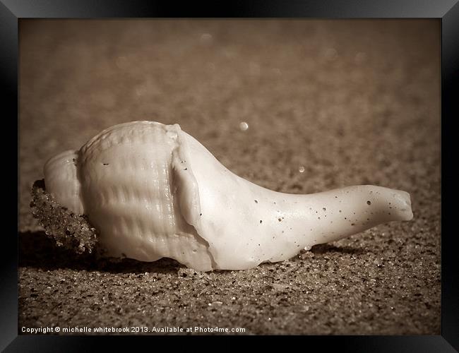 Lone Shell Framed Print by michelle whitebrook