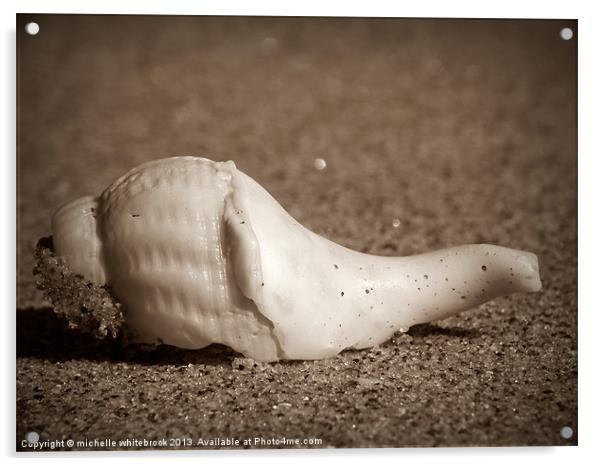 Lone Shell Acrylic by michelle whitebrook