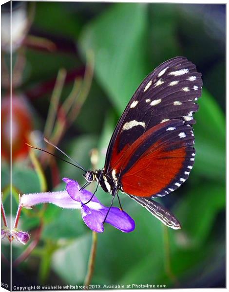 Butterfly 4 Canvas Print by michelle whitebrook
