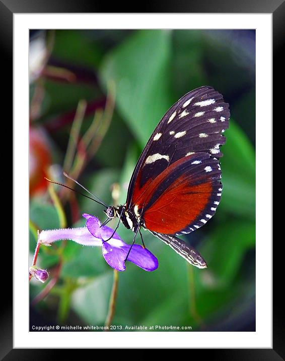 Butterfly 4 Framed Mounted Print by michelle whitebrook