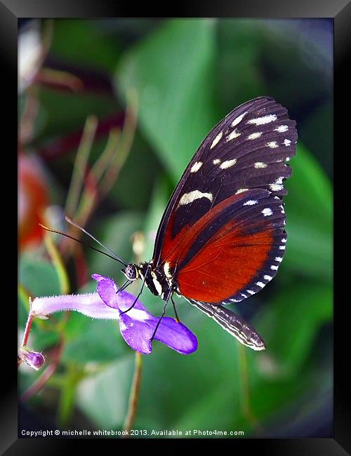 Butterfly 4 Framed Print by michelle whitebrook