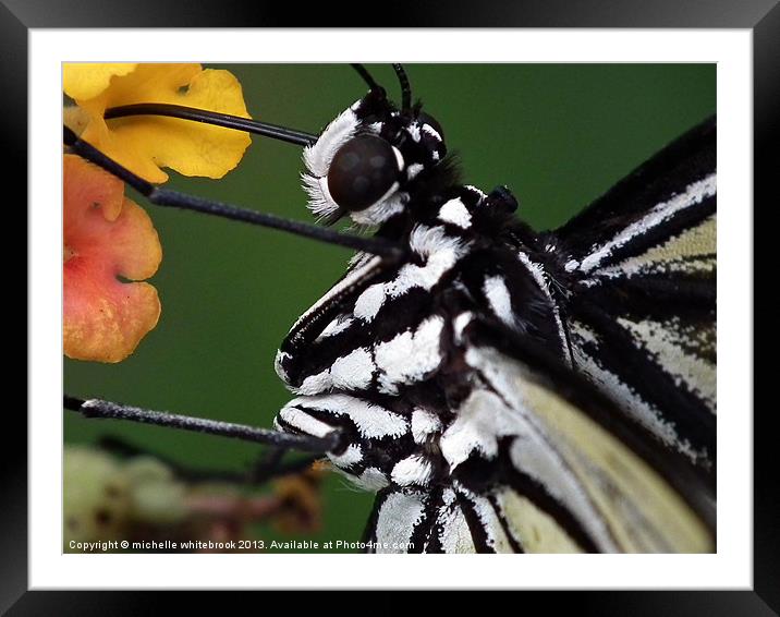 Busy Butterfly Framed Mounted Print by michelle whitebrook
