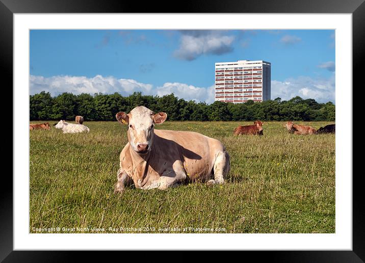 Newcastle City Cows Framed Mounted Print by Ray Pritchard