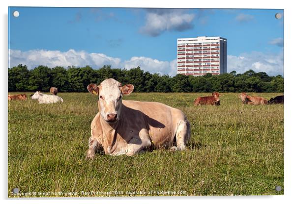 Newcastle City Cows Acrylic by Ray Pritchard