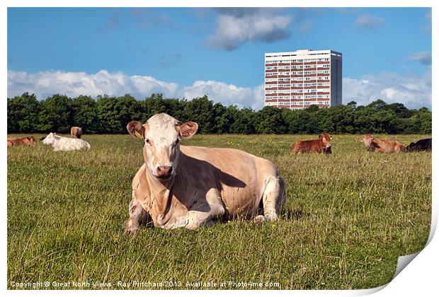 Newcastle City Cows Print by Ray Pritchard