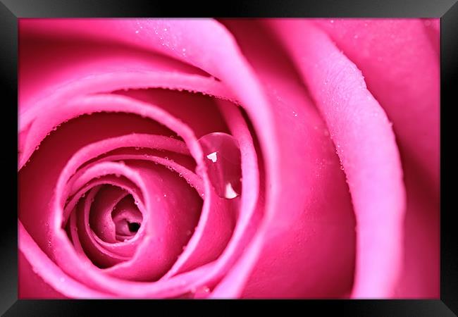 Tear from a Rose Framed Print by Terry Carter