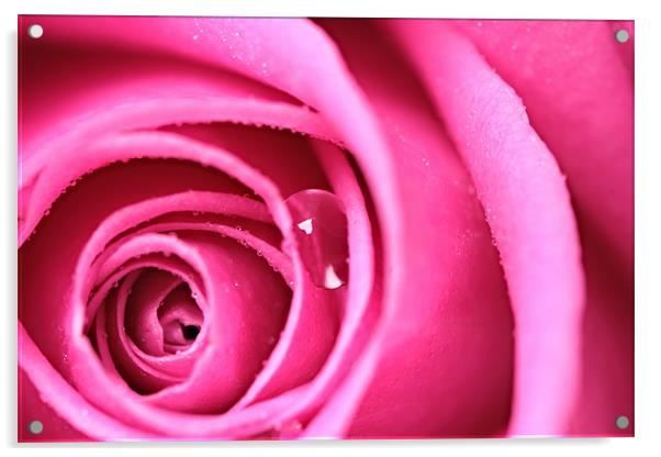 Tear from a Rose Acrylic by Terry Carter