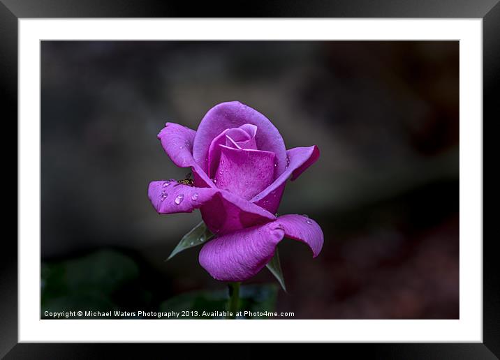 Pink Passion Framed Mounted Print by Michael Waters Photography