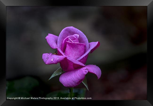 Pink Passion Framed Print by Michael Waters Photography