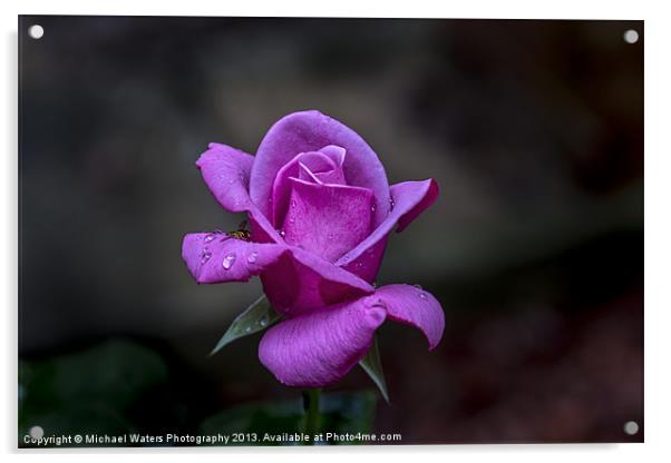 Pink Passion Acrylic by Michael Waters Photography