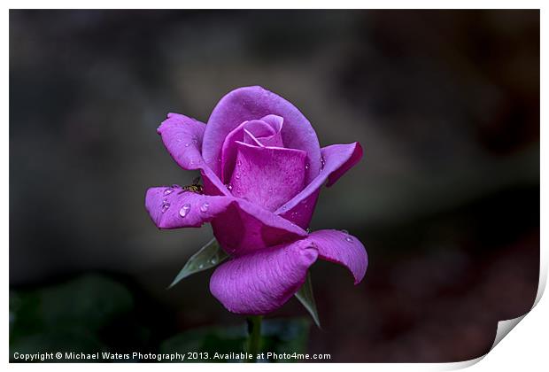 Pink Passion Print by Michael Waters Photography