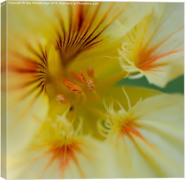Yellow nasturtium flower close up Canvas Print by Izzy Standbridge