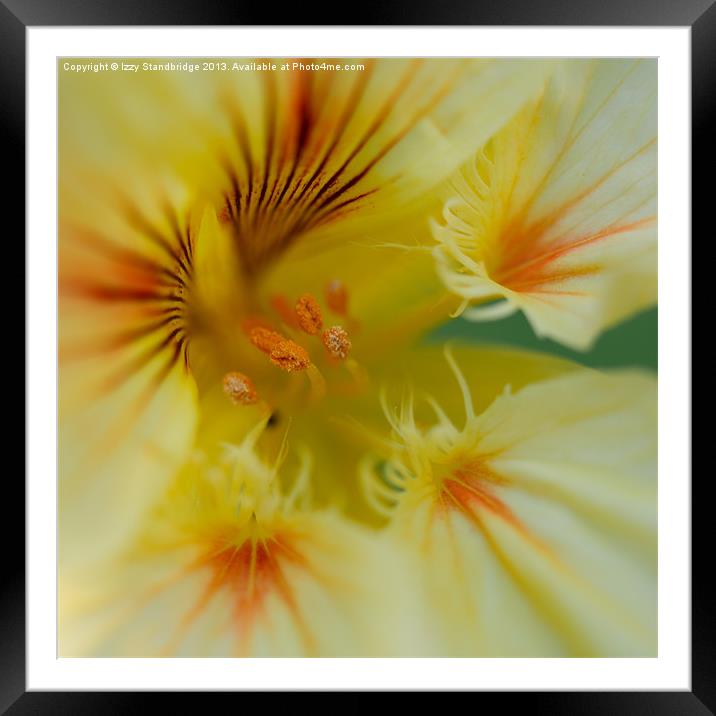 Yellow nasturtium flower close up Framed Mounted Print by Izzy Standbridge