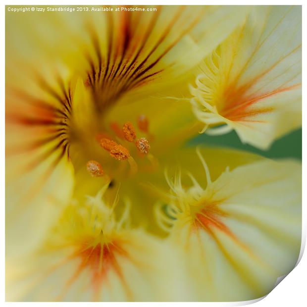 Yellow nasturtium flower close up Print by Izzy Standbridge