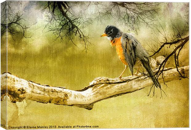 Upset Robin in the Rain Canvas Print by Elaine Manley