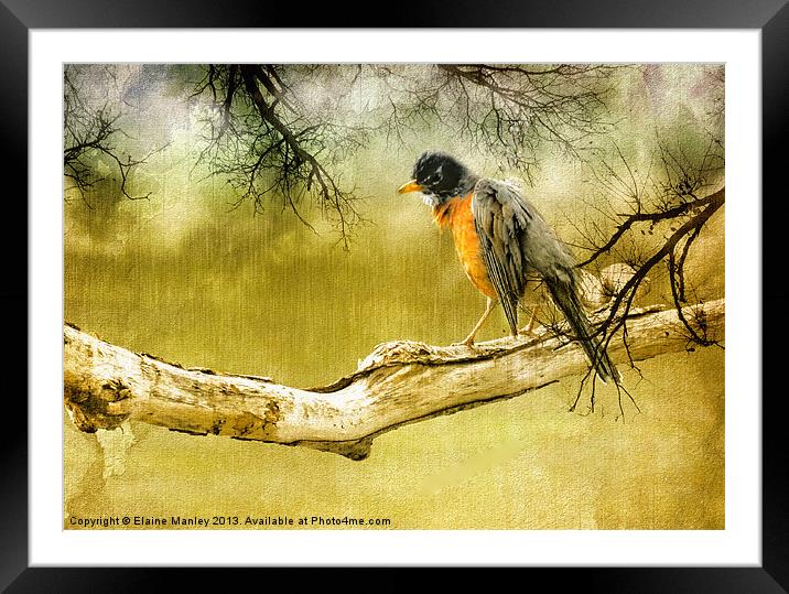 Upset Robin in the Rain Framed Mounted Print by Elaine Manley