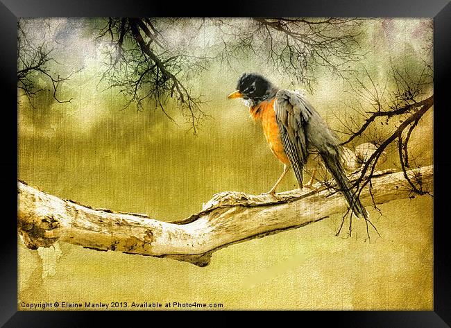 Upset Robin in the Rain Framed Print by Elaine Manley