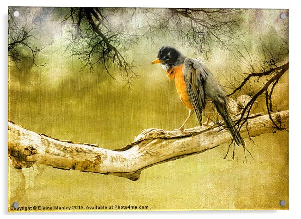 Upset Robin in the Rain Acrylic by Elaine Manley