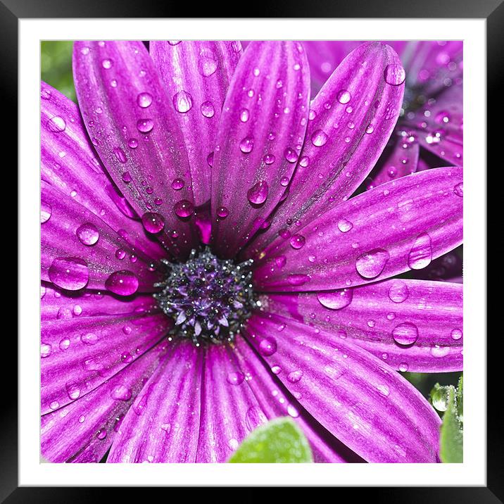 Purple Osteospermum Framed Mounted Print by Steve Purnell