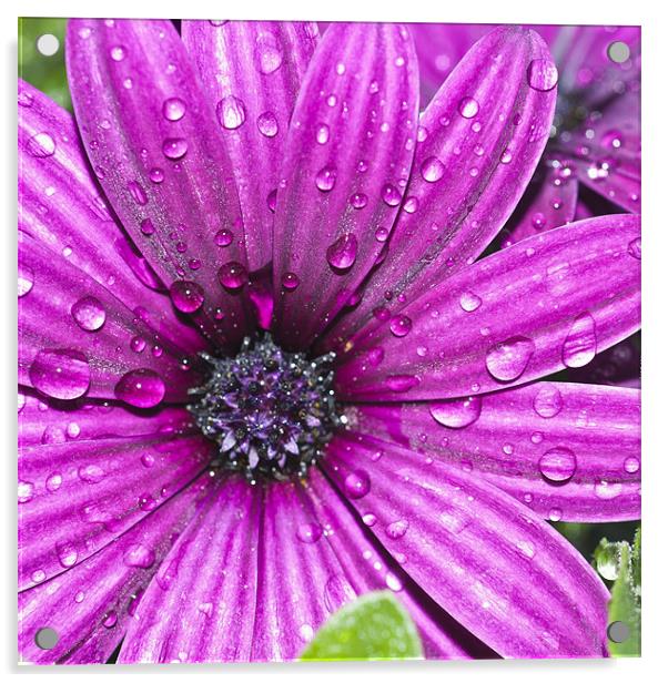 Purple Osteospermum Acrylic by Steve Purnell
