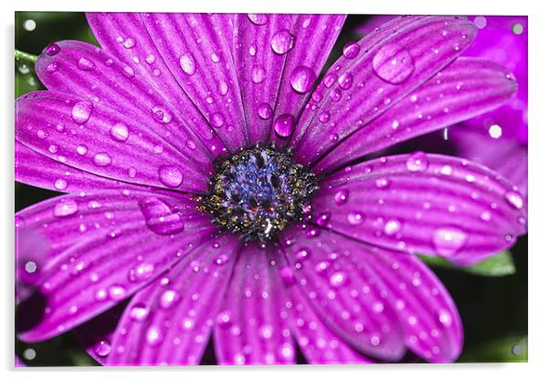 Purple Osteospermum 2 Acrylic by Steve Purnell